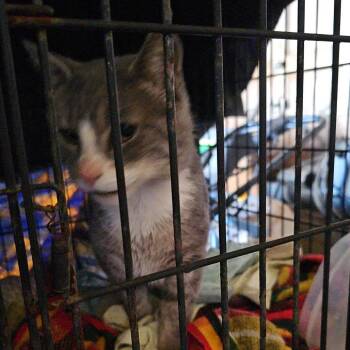 Max - Barn Cat -  Domestic Medium Hair Cat for Adoption in Ringtown, Pennsylvania - Max - Barn Cat | PetCurious