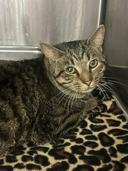 Domestic Short Hair Cats Available for Adoption - Kangaroo | PetCurious