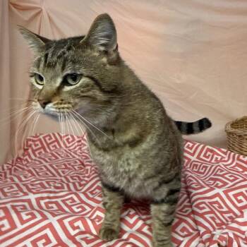 Domestic Short Hair Cats Available for Adoption in Eaton Rapids, Michigan - Jae Wook 56232 | PetCurious