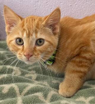 Squash -  Domestic Short Hair Cat for Adoption in Gwinn, Michigan - Squash | PetCurious