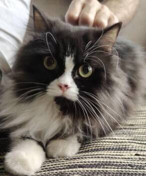 Sylvia -  Siberian and Persian Cat for Adoption in Brampton, Ontario - Sylvia | PetCurious