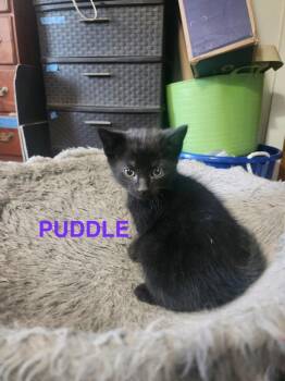 Domestic Short Hair Cats Available for Adoption in Glenfield, New York - Puddle | PetCurious