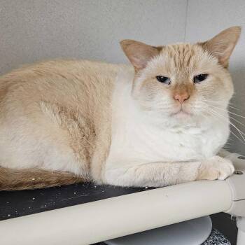 Gabriel -  Siamese Cat for Adoption in Dover, New Hampshire - Gabriel | PetCurious