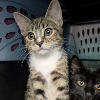 Star -  Domestic Short Hair Cat for Adoption in South Burlington, Vermont - Star | PetCurious