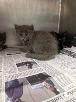 Sarah -  Domestic Long Hair Cat for Adoption in Hopkinsville, Kentucky - Sarah | PetCurious