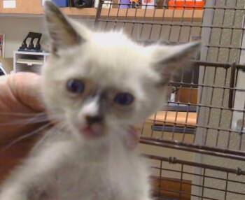 A926138 -  Domestic Short Hair Cat for Adoption in Sacramento, California - A926138 | PetCurious