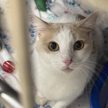 Lady -  Domestic Short Hair Cat for Adoption in Tulsa, Oklahoma - Lady | PetCurious