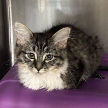 Roran -  Domestic Medium Hair Cat for Adoption in Salt Lake City, Utah - Roran | PetCurious