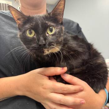 Paisley -  Domestic Short Hair Cat for Adoption in Birmingham, Alabama - Paisley | PetCurious