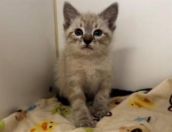 Domestic Short Hair Cats Available for Adoption in Moreno Valley, California - A551468 | PetCurious