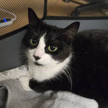 Domestic Short Hair Cats Available for Adoption in East Hanover, New Jersey - Aria | PetCurious