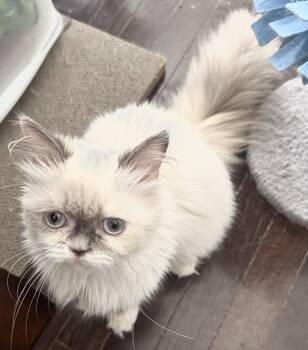 Hong- super gentle & Cuddly -  Ragdoll and Himalayan Cat for Adoption in Brampton, Ontario - Hong- Super Gentle & Cuddly | PetCurious