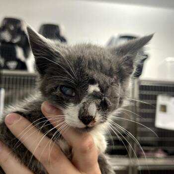 Salt -  Domestic Short Hair Cat for Adoption in Idaho Falls, Idaho - Salt | PetCurious