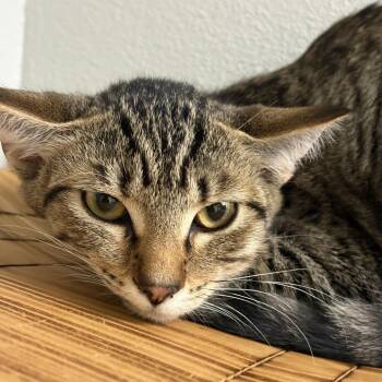Iron -  Domestic Short Hair Cat for Adoption in Buellton, California - Iron | PetCurious