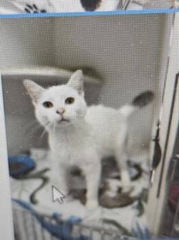 Domestic Short Hair Cats Available for Adoption in Cincinnati, Ohio - Cherry Blossom | PetCurious