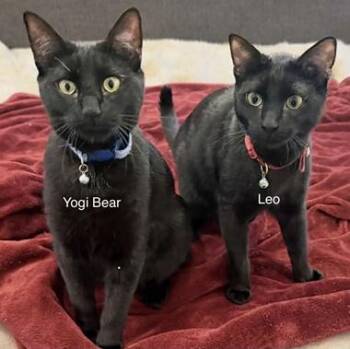 Domestic Short Hair Cats Available for Adoption in North Highlands, California - LeoH & YogiBearH | PetCurious
