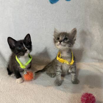 Three Hole Punch and Printer Jam -  Domestic Long Hair and Domestic Medium Hair Cat for Adoption in Liverpool, Texas - Three Hole Punch And Printer Jam | PetCurious