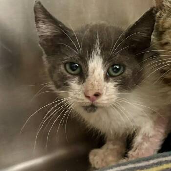 Class Clown -  Domestic Short Hair Cat for Adoption in Austin, Texas - Class Clown | PetCurious
