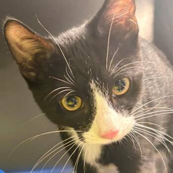Mr. -  Domestic Short Hair Cat for Adoption in East Hanover, New Jersey - Mr. | PetCurious
