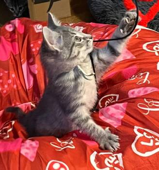 Domestic Short Hair Cats Available for Adoption in Taycheedah, Wisconsin - Puddles | PetCurious