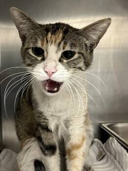 PANTS -  Domestic Short Hair Cat Available for Adoption in Las Vegas, Nevada - PANTS | PetCurious