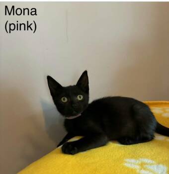 Mona -  Abyssinian Cat for Adoption in Wyandotte, Michigan - Mona | PetCurious