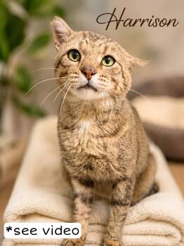 Harrison (FCID# 06/09/2026-107) -  Tabby Cat for Adoption in Greenville, Delaware - Harrison (FCID# 06/09/2026-107) | PetCurious