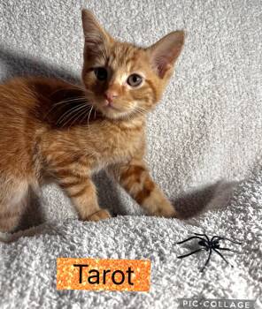 Rescue Domestic Short Hair Cats for Adoption in Blue Springs, Missouri - Tarot | PetCurious