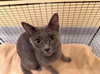 PLATA -  Russian Blue Cat for Adoption in Tustin, California - PLATA | PetCurious