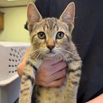 Waldo F-21625 -  Domestic Short Hair Cat for Adoption in Oklahoma City, Oklahoma - Waldo F-21625 | PetCurious
