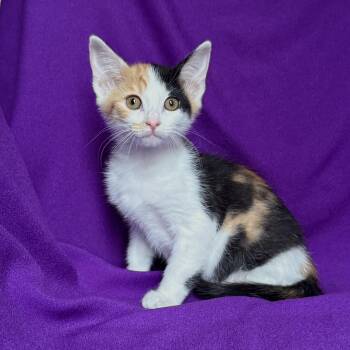 HONEY -  Domestic Short Hair Cat for Adoption in Rowland Heights, California - HONEY | PetCurious