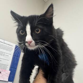 Paper Towel -  Domestic Long Hair Cat for Adoption in Columbiana, Alabama - Paper Towel | PetCurious
