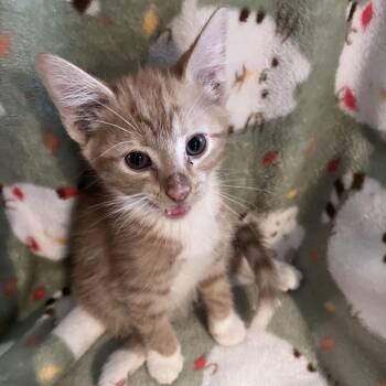 Cheetos -  Domestic Short Hair Cat for Adoption in Shelbyville, Indiana - Cheetos | PetCurious