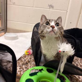 Ducky -  Domestic Short Hair Cat for Adoption in South Burlington, Vermont - Ducky | PetCurious