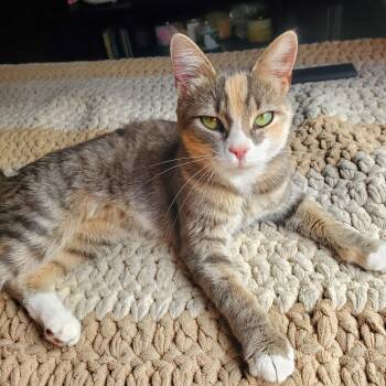 Rescue Dilute Calico Cats for Adoption in Philippi, West Virginia - Glinda | PetCurious
