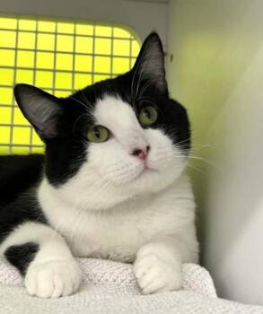 Domestic Short Hair Cats Available for Adoption in Kansas City, Missouri - Smudge | PetCurious
