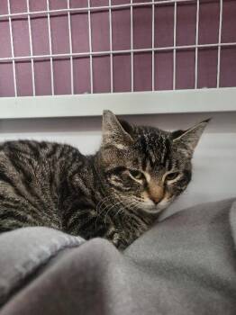 Domestic Short Hair Cats Available for Adoption - Mia | PetCurious