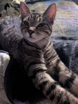 Domestic Short Hair Cats Available for Adoption - Jupiter | PetCurious