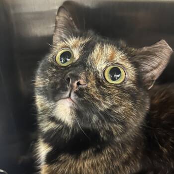 Domestic Short Hair Cats Available for Adoption - Lyric | PetCurious