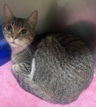 Inquisitive1 -  Domestic Short Hair Cat for Adoption in Little Rock, Arkansas - Inquisitive1 | PetCurious