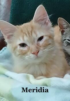 Meridia -  Domestic Short Hair and Tabby Cat for Adoption in Morehead, Kentucky - Meridia | PetCurious