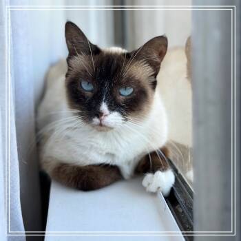 Rescue Siamese and Exotic Shorthair Cats for Adoption in Long Beach, California - Gracie | PetCurious