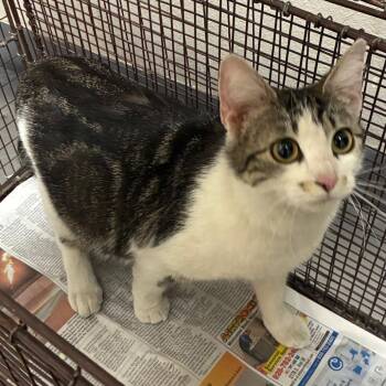 Domestic Short Hair Cats Available for Adoption in Yuma, Arizona - Sunny | PetCurious