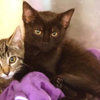 Starburst -  Domestic Short Hair Cat for Adoption in Belleville, Illinois - Starburst | PetCurious
