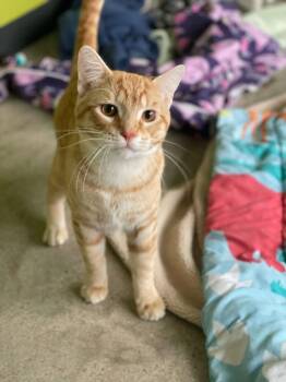 Cheeto -  Domestic Short Hair Cat for Adoption in Minot, North Dakota - Cheeto | PetCurious