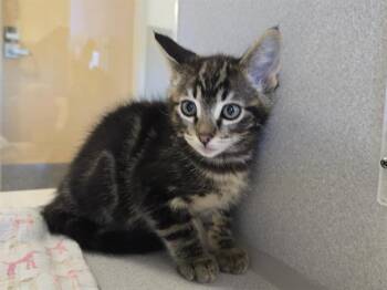 BOY NAMED SUE -  Domestic Short Hair Cat for Adoption in Auburn, California - BOY NAMED SUE | PetCurious
