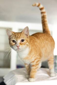 Domestic Short Hair Cats Available for Adoption in Rowland Heights, California - PIKACHU | PetCurious
