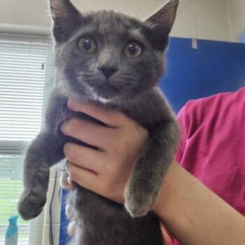 Maren -  Domestic Short Hair Cat for Adoption in Burlington, Iowa - Maren | PetCurious