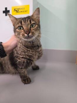 Wild Cat -  Domestic Medium Hair Cat for Adoption in Athens, Tennessee - Wild Cat | PetCurious