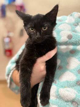 Pickles -  Domestic Medium Hair Cat for Adoption in Vacaville, California - Pickles | PetCurious
